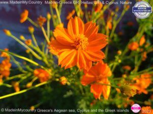 MadeinMycountry-MadeinMycountryNature-Flowers-Wildlife-MadeinMycountryNET-SayMadein2win-MadeinMycountryGR-Greece-Cyprus-Hellas
