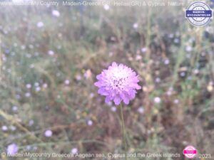 MadeinMycountry-MadeinMycountryNature-Flowers-Wildlife-MadeinMycountryNET-SayMadein2win-MadeinMycountryGR-Greece-Cyprus-Hellas